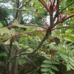 Sorbus americana Kůra