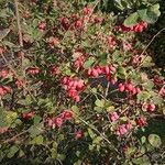 Berberis aetnensis Fruit