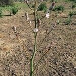 Asphodelus ramosus Flower
