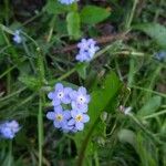 Myosotis sylvatica Cvet