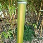 Phyllostachys aurea Кара