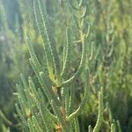 Arthrocnemum macrostachyum Likasa