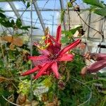 Passiflora spp. Λουλούδι