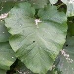 Arctium lappa برگ