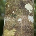 Licania kunthiana 樹皮