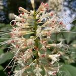 Aesculus parviflora Λουλούδι