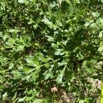 Laserpitium gallicum Leaf