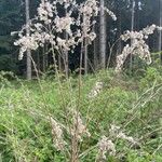 Solidago giganteaFlors