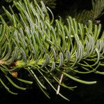 Abies lasiocarpa Foglia