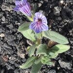 Echium arenarium Květ