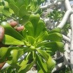 Euphorbia poissonii Blatt