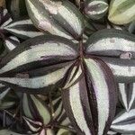 Tradescantia zebrina ഇല