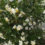 Carpenteria californica Цветок
