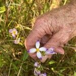 Exacum tetragonum Květ