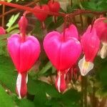 Dicentra spectabilisFlors