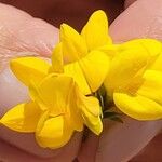 Lotus pedunculatus Blomma