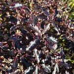 Pittosporum tenuifolium Habitus