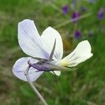 Viola lutea Kvet