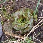 Lactuca sativa Leaf