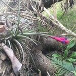 Tillandsia stricta Blomma