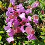 Saponaria pumila Flower