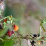 Chenopodium nutans Ffrwyth