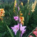 Gladiolus × hybridus ফুল