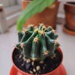 Echinocactus texensis 葉