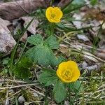 Ranunculus montanus Habit