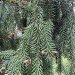 Picea omorika ശീലം