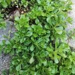 Saxifraga cuneifolia Лист
