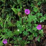 Geranium procurrens Hábito