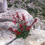 Salvia roemeriana Hábito