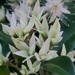 Backhousia myrtifolia പുഷ്പം