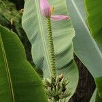 Musa ornata Blatt