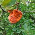 Annona spinescens Fruit