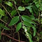 Gonzalagunia panamensis Folha