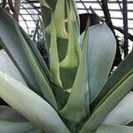 Agave guiengola Hábito