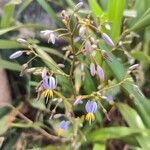 Dianella caerulea Цветок