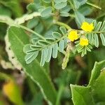 Hippocrepis biflora Likasa