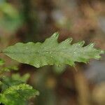 Trichomanes erosum Folha