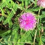 Chamaecrista nictitans Flower