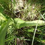 Dactylorhiza majalis Leaf