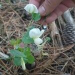 Lathyrus oleraceus Fiore