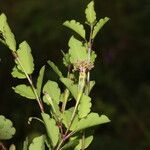 Porophyllum punctatum Leaf