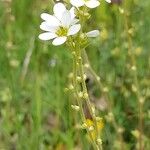 Saxifraga bulbifera Flower