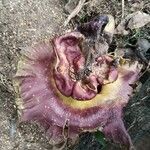 Amorphophallus paeoniifolius 花