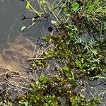 Salvinia molesta Folio