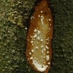 Lacmellea aculeata Diğer