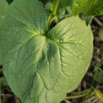 Doronicum pardalianches L.Leaf